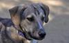 Murphy sucht ein passendes Zuhause