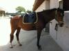 Schicke Trakehner Stute mit Charakter sucht RB