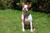 BO DEXTER - Boston Terrier - 5 Jahre - Tierhilfe-Franken e.V.