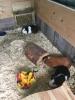 3 Meerschweinchen abzugeben.