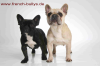 Französische Bulldogge,  Wir erwarten im November 11 wieder Welpen