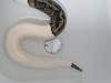 0.1 Python regius Piebald Königspython Weibchen