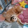 Maltipoo Welpen Rüde aprico