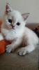BKH Kitten in Point,  silver shaded mit blauen Augen