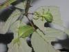 Wandelnde Blätter (Phyllium philippinicum)