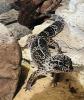 1.3 Leopardgeckos