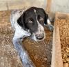 Gina sucht ein passendes Zuhause
