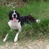 Shelly sucht ein Zuhause
