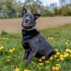 CONI - Mischling - 4 Jahre - Tierhilfe - Franken e.V.