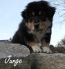 Reinrassige Australian Shepherd Welpen black-tri und red-tri