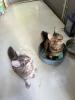 Maine Coon Kitten mit Schmuseabitur und Papieren
