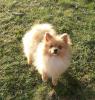Zwergspitz/ Pomeranian Rüde mit 2 blauen Augen