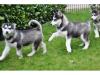 Reinrassige Siberian Husky Welpen mit VDH/  DCNH/  FCI-Papieren