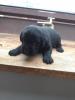 Labrador Welpen 