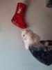 Deckkater TK Angora