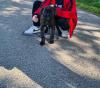 Carne Corso Welpe sucht Zuhause