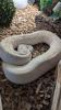 Python regius Bestandsauflösung