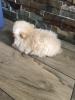 Pomerania/ Zwergspitz