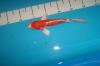 Butterfly Koi,  Koi Angebote in High Quality vom Koi-Center Schafflund