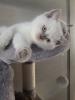BKH Kitten Britisch Kurzhaar