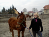 kinderliebes stutfohlen