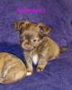 Süsse Chihuahuawelpen