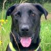 NICKI - bildhübscher Perro de Pastor Mallorquin - 4 Jahre - Tierhilfe-Franken e.