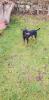 2 Pinscher Jungen
