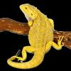 Suche intensiv gelbe Farb-Bartagamen z:B. Citrus,  Citrus Hypo Leatherback,  etc.