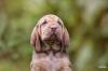 Bloodhound Welpen reinrassig mit Papiere /  keine Inzucht Inzest Verpaarung