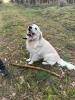 Golden Retriever Rüde sucht Hündin Deckrüde