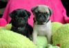 Mops welpen mit entwurmt,  geimpft Papiere