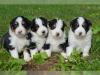 Australian Sheperd Welpen in allen Farben,  mit ASCA Papieren