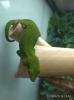 Phelsuma madagascariensis (kleine Inselform)