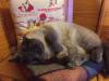 Kater vermisst in Dietzenbach - Bitte melden !