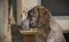 Colette sucht ein passendes Zuhause