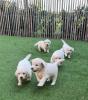 Wunderschöne reinrassige Golden Retriever Welpen ?