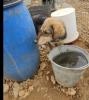 Lucky sucht ein passendes Zuhause