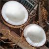 Frische Kokosnuss Semi-Husked (Botanischer Name - Cocos Nucifera)