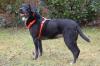 GRACIELLA - Labrador-Mix - 8 Jahre - Tierhilfe-Franken e.V.