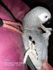Graupapagei 0.1 henne gesucht 