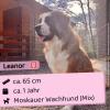 Leanor (w),  1 Jahr,  65 cm,  Slowakei