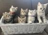 BKH-Silver/ Golden Tabby Kitten (VOX-Stars „Tierbabys - Süss und Wild“) suchen ne