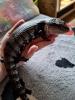 Blauzungenskink mit komplettem Terrarium