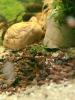 Neocaridina davidi Dark GreenJade  (Süßwasser Garnelen)