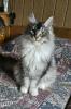 Zauberhafter Maine Coon Bub