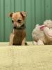 DER GOLDIGE KLEINE ANSHU,  2 MONATE,  MISCHLING SUCHT EIN LIEBEVOLLES ZUHAUSE