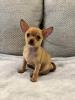 Chihuahua Welpen (m.) suchen liebevolles Zuhause