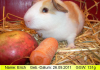 Erich,  das peruanische Riesenmeerschweinchen ( CUY )