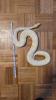 3 Pythons und vollständig eingerichtetes Terrarium